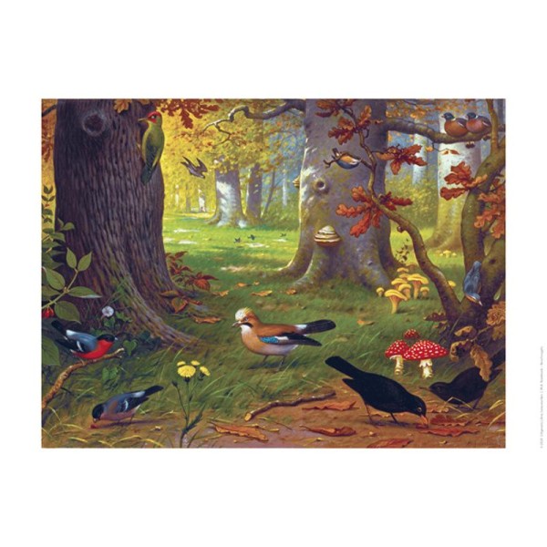 de Schoolplaat poster - Boschvogels de Schoolplaat poster - Boschvogels